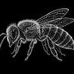 BeeBrain