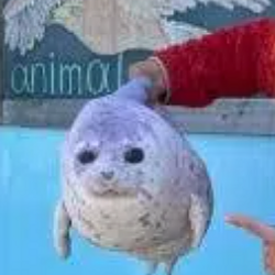 Mochimochi