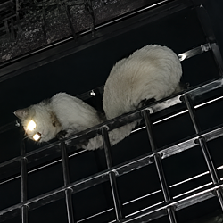 SCAT / SOL