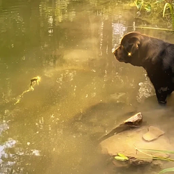 STAREDOWN / SOL