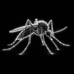Mosquitoe