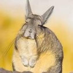 Viscacha