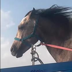 HORSE / SOL