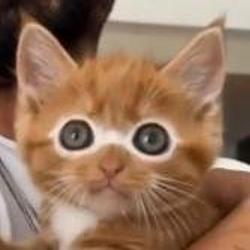 fomocat