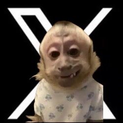 XMONKEY / SOL