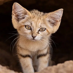 Felis