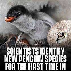 gentoo