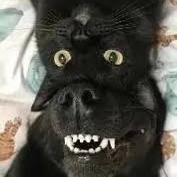 MEOWF / SOL