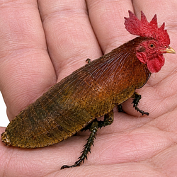 ROACHCOCK
