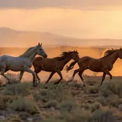 HORSES