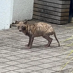 タヌキ