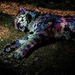 Tsuki