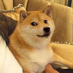 KABOSU