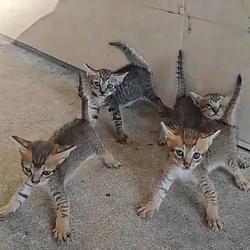 4CAT