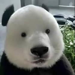 Panduh / BNB