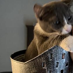 BUCKETCAT