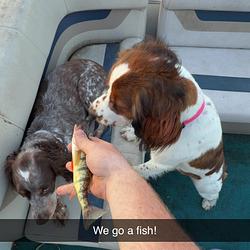 fishypup