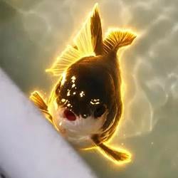 LULLUPUMP / SOL