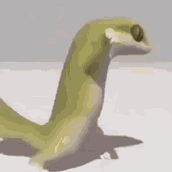 LIZARD