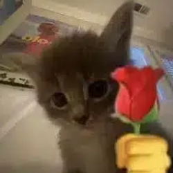 ily