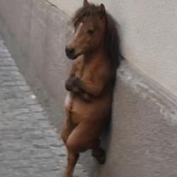 COOLHORSE / SOL