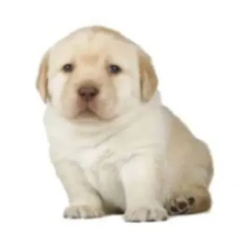 PERRO
