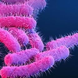 shigella