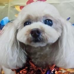 KOJI