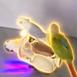 pob