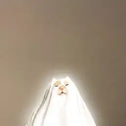 ㅤㅤ