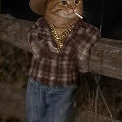 TEXCAT