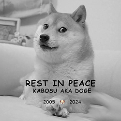 DOGE