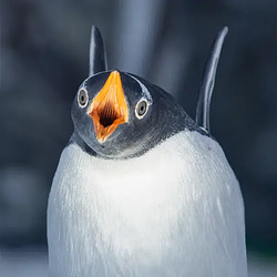 Gentoo