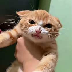 kitten