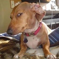 Side Eye Dog logo