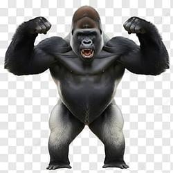 Gorilla