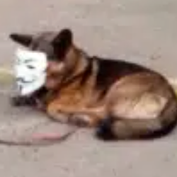 ADOG