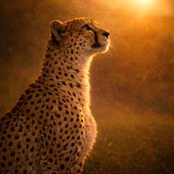 FAITH THE WARRIOR  l1 xyz