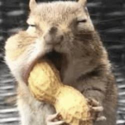Pnutnut