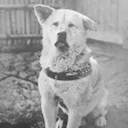 HACHIKŌ