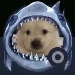 SHRKDG / USDC