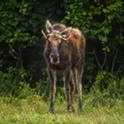 Moose