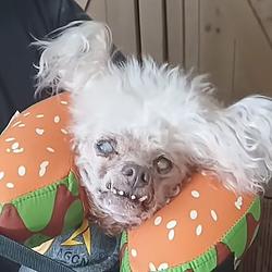 BUTT / SOL