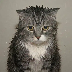 MEOWL / SOL