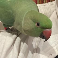 coco