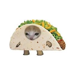 tacocat
