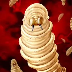 PARASITE