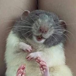 RATCOIN