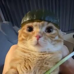 Melon / SOL
