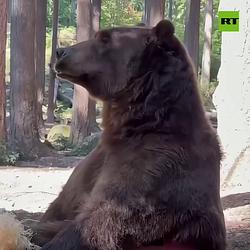 CHILLBEAR
